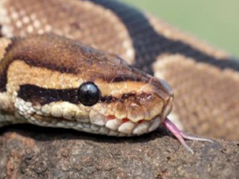 Video. Mujer encuentra una pitón de metro y medio dentro de su inodoro