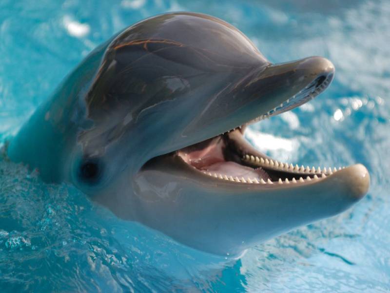 Camilo, Evaluna Montaner - Índigo