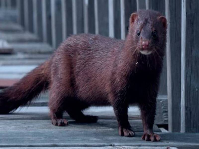 Finlandia ya vacuna a visonesÔÇª áfrica ni a 2% de personas