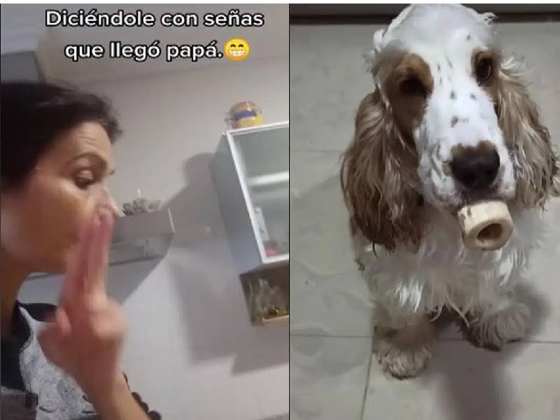 Perrito sordo