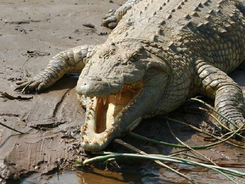 atacado por un cocodrilo