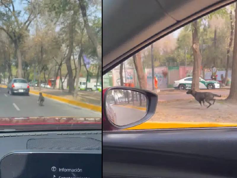 perrito en Viaducto
