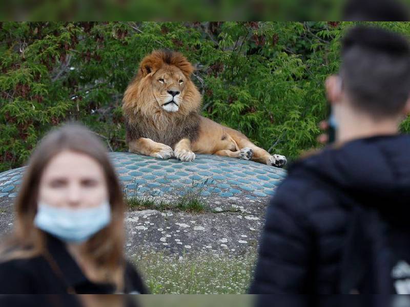 Leones dan positivo a Covid-19