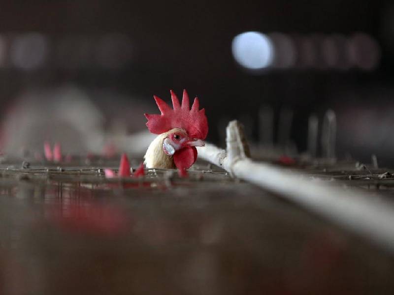 Primer brote de gripe aviar 2021 detectado en el norte de Francia