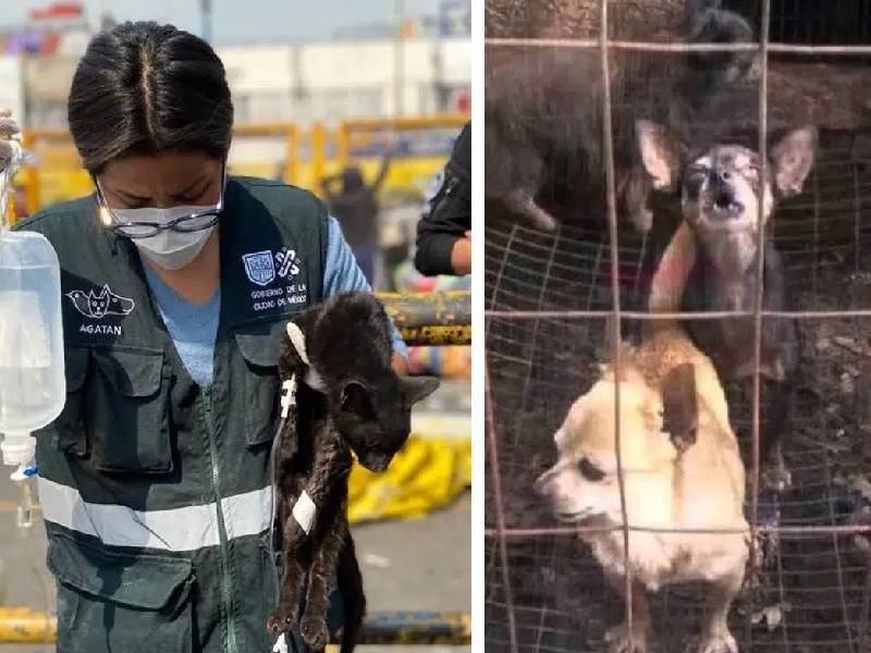 Videos. Así rescataron a decenas de animales tras incendiarse el Mercado de Sonora