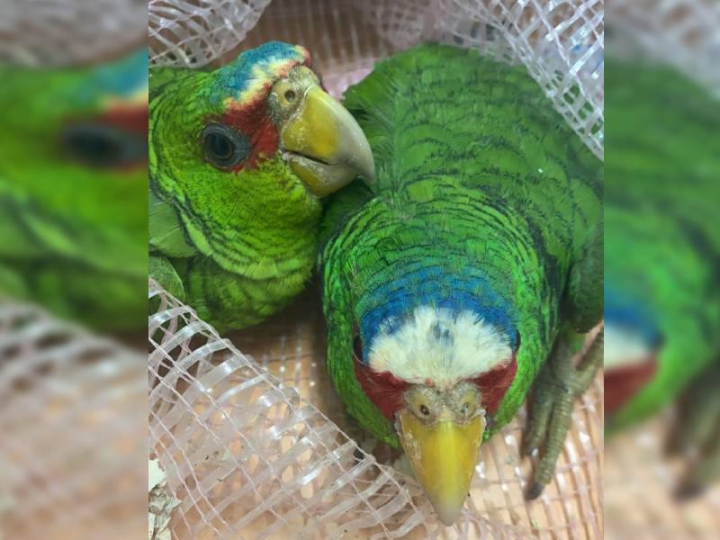 aves de especie protegida