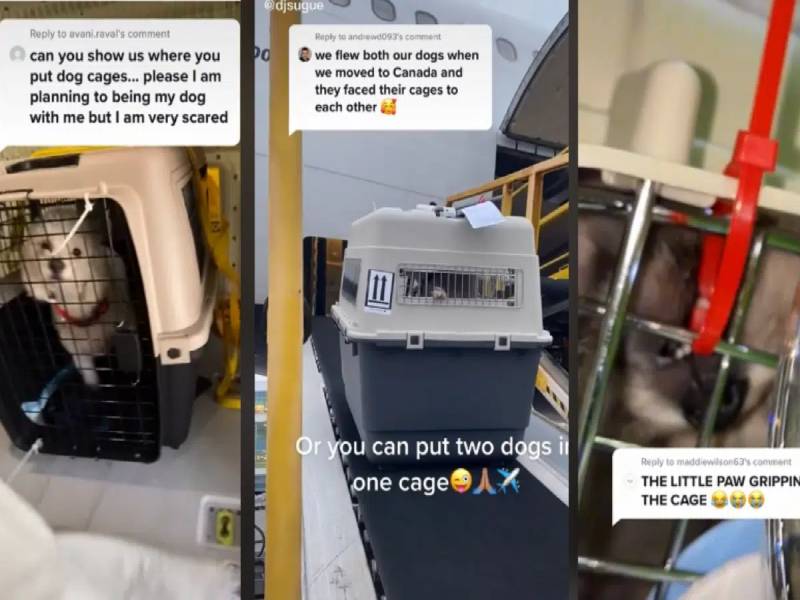 Tiktokers se indignan al conocer cómo viajan los perritos en avión