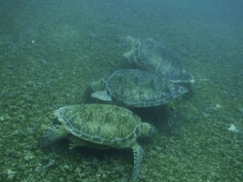 ¿Las tortugas se acurrucan?