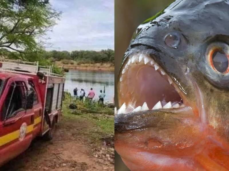 atacado por pirañas