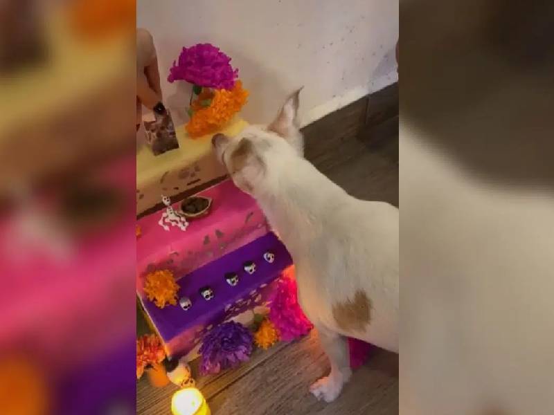Video: Hacen altar a perrita, su cachorro "la extraña bastante"