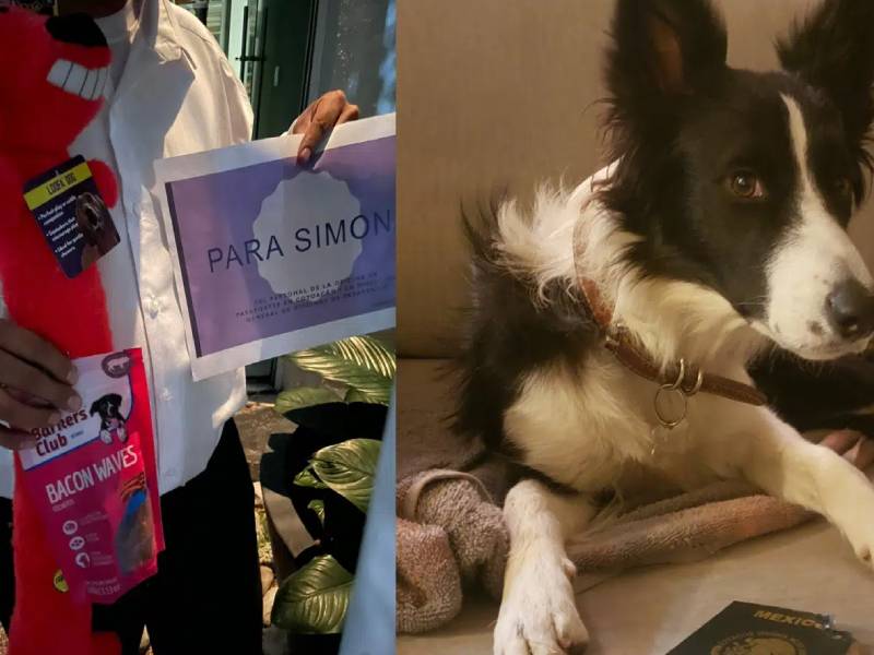 Oficina de pasaportes premia a perrita que se comió este documento