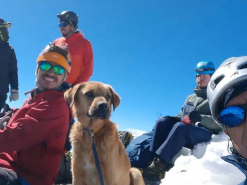Rescatan a Canelo, un lomito que subió hasta la cima del Pico de Orizaba