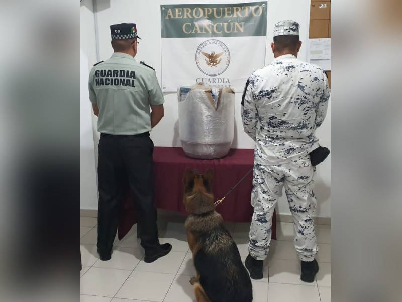 Asegura Guardia Nacional más de 20 kilos de marihuana