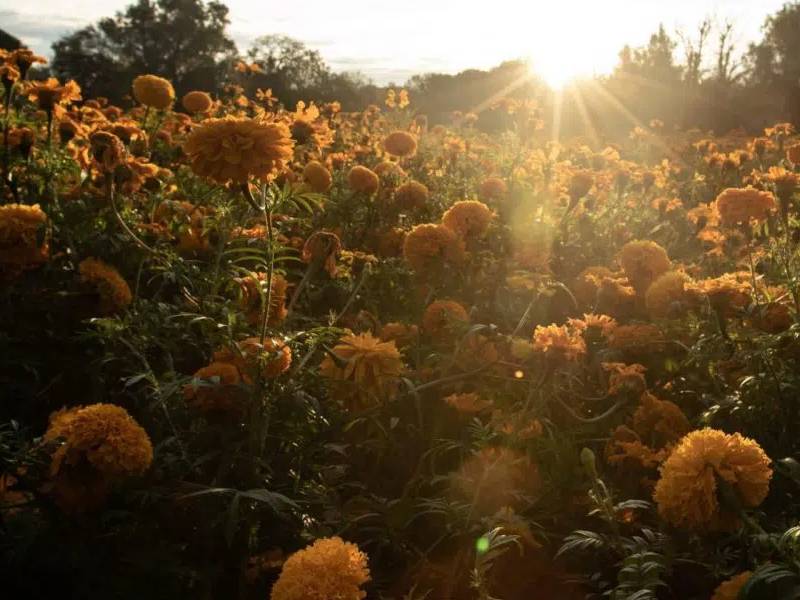 Conoce el viaje a Mictlán, el ÔÇ£lugar de los muertosÔÇØ a dónde van las almas