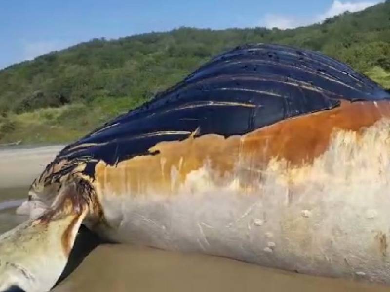 Enorme ballena