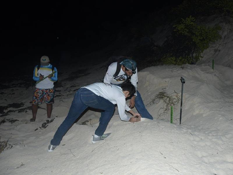 Fundación cozumeleña registra alza de 40 por ciento en la anidación de tortugas