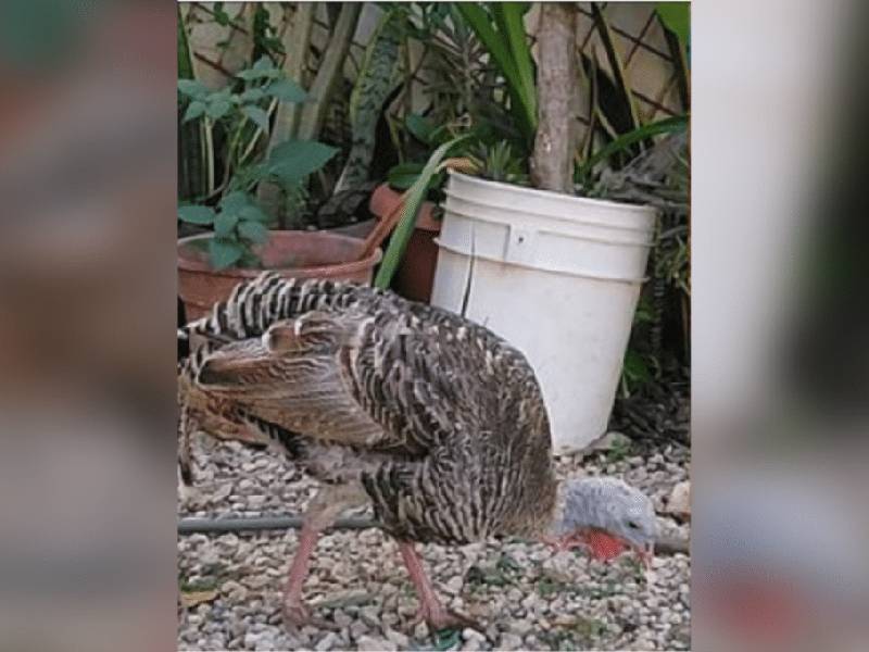 ¡Final feliz! La pavita Claudia Ivette regresa a su hogar sin ser cenada