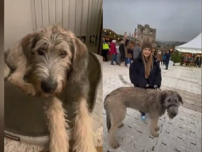 Arlo, el cachorrito que se ha vuelto viral por su enorme tamaño