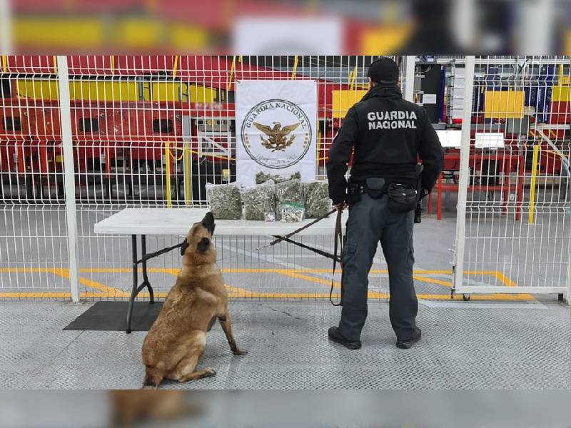 Interceptan marihuana y drogas sintéticas que venían a Playa del Carmen