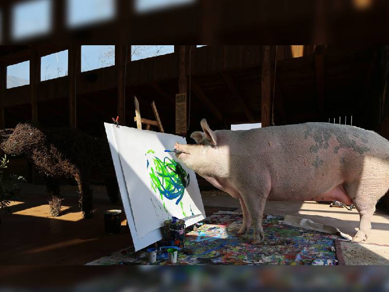 Pigcasso, una reconocida cerda pintora