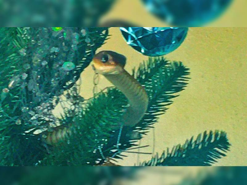 Un árbol de Navidad en Sudáfrica esconde una culebra mortal