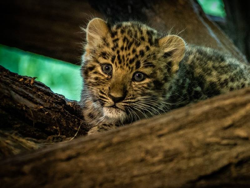 Rescata dos "gatitos" del frío y resultaron ser leopardos