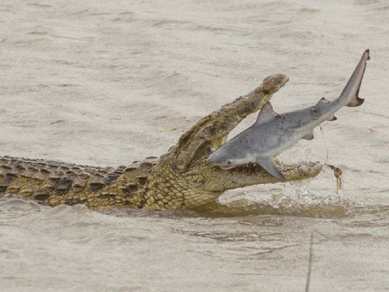 Pescó un tiburón y un cocodrilo se lo traga de un bocado