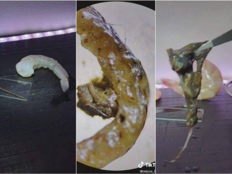 Tiktoker analiza la vena del camarón y se lleva una sorpresa