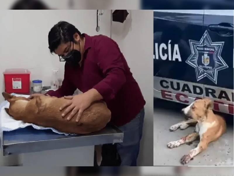 Video: Colocan y explotan pirotecnia en el hocico de perrito; perdió un ojo