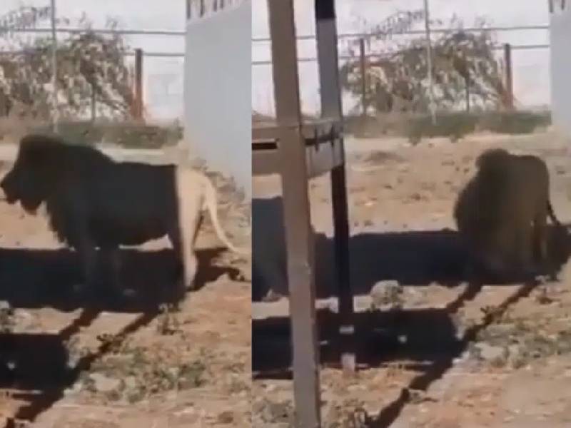 zoológico