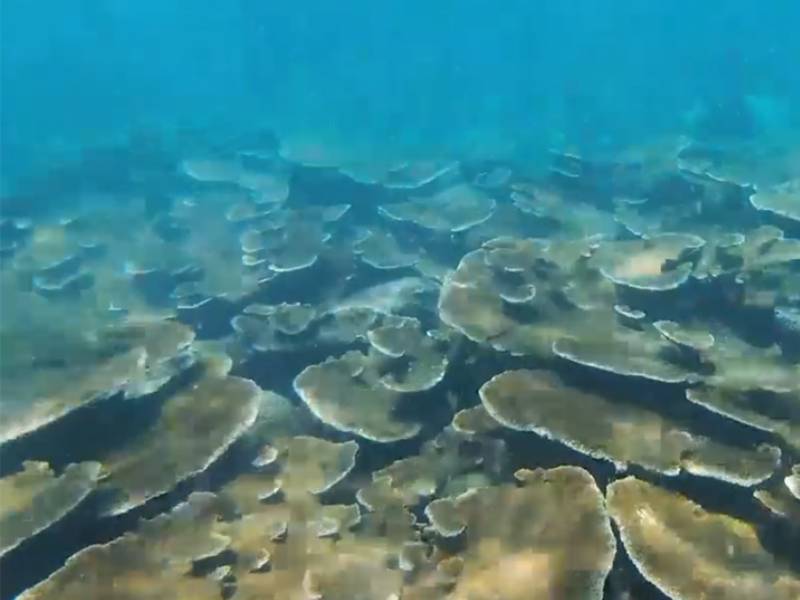 corales