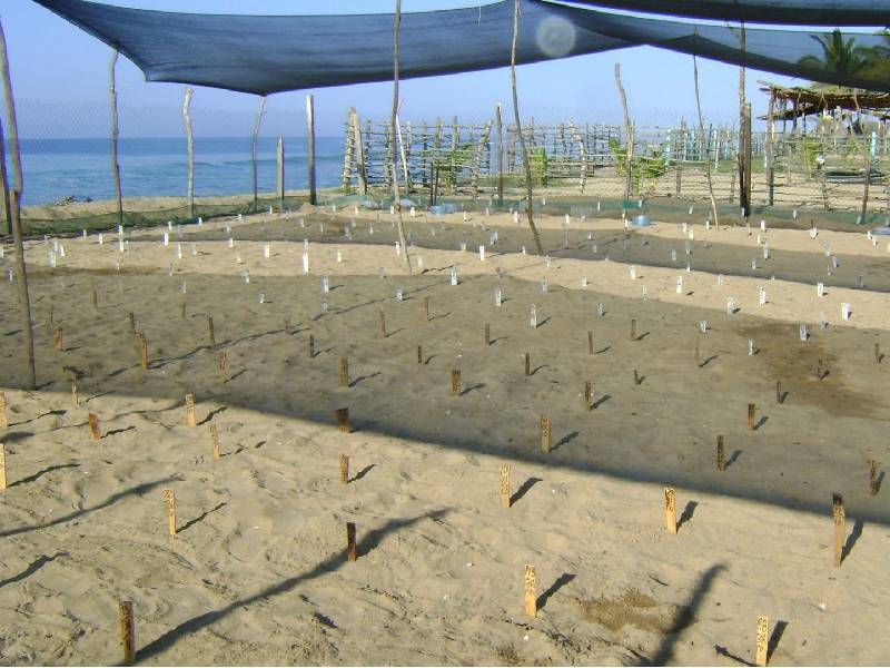 campamentos tortugueros