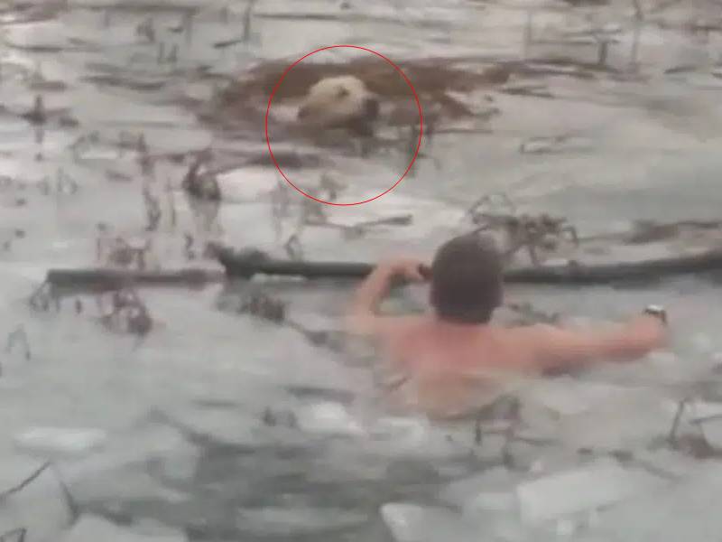 Guardias rescatan a perrito