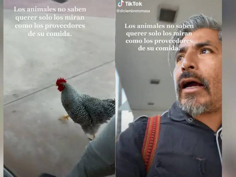 gallo