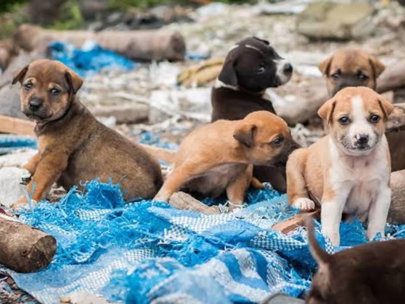 No regalar mascotas en navidad, pues terminan en las calles