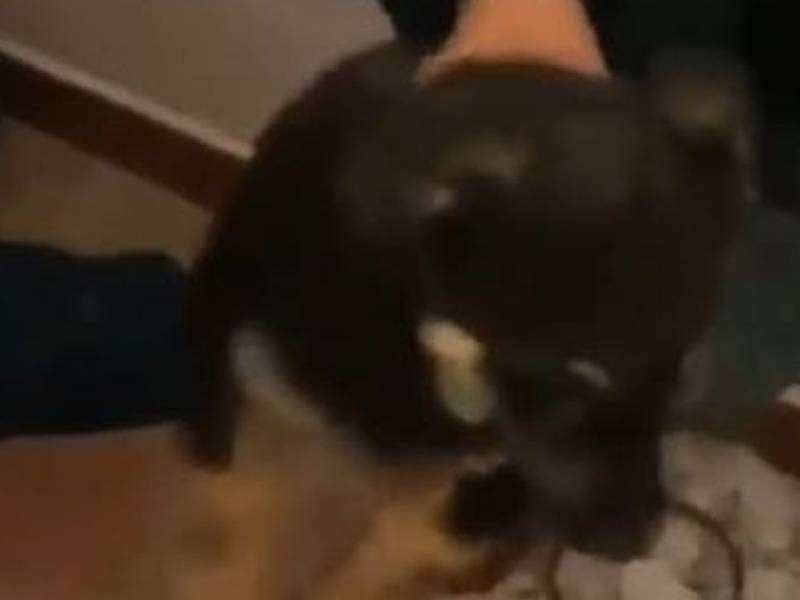cachorra