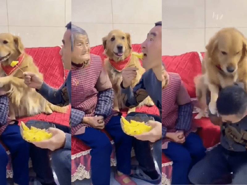 perrito