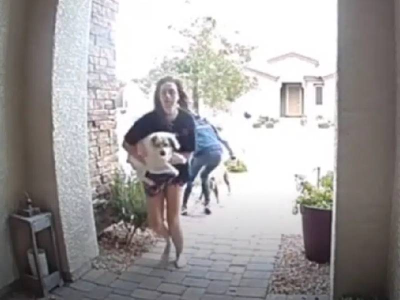 Video. Conductora de Amazon salva a joven y su perro que eran atacados por pitbull