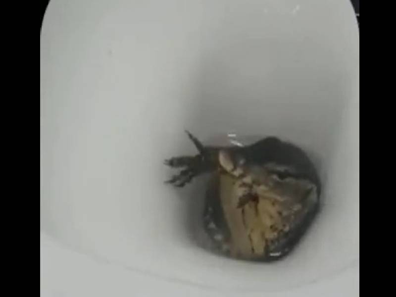 aparece lagargo en una tasa