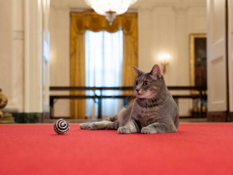 gato de la casa blanca