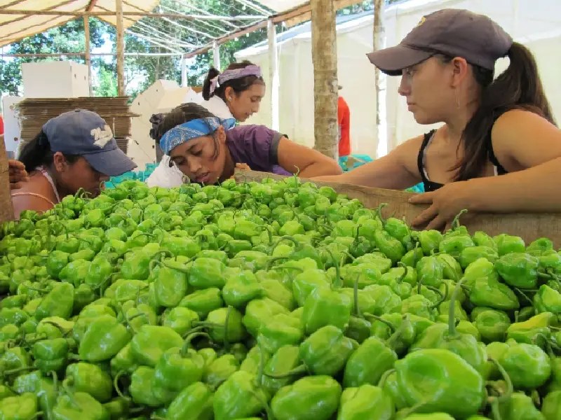 Baja la producción el habanero en la Península en 2021
