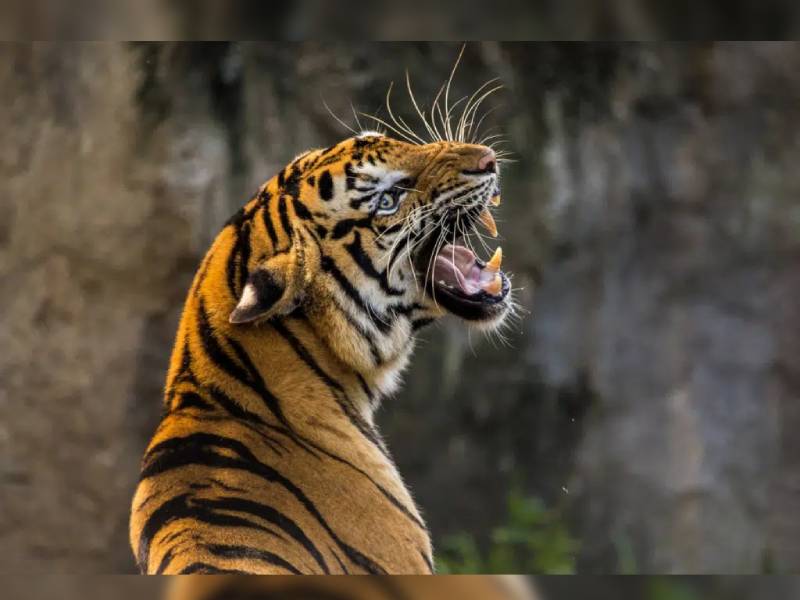 Un tigre arranca la mano de una cuidadora en un parque de Japón