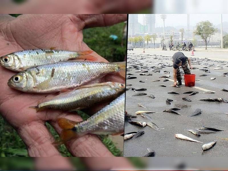 "No, esto no es una broma": peces caen del cielo en una ciudad de Texas