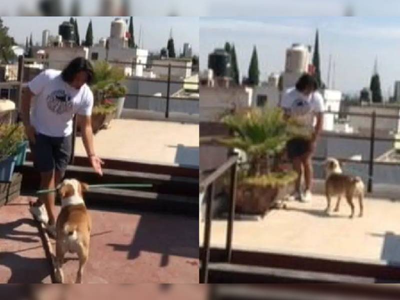 Perrito se viraliza en redes sociales por ¡castigar! a su dueño con una vara
