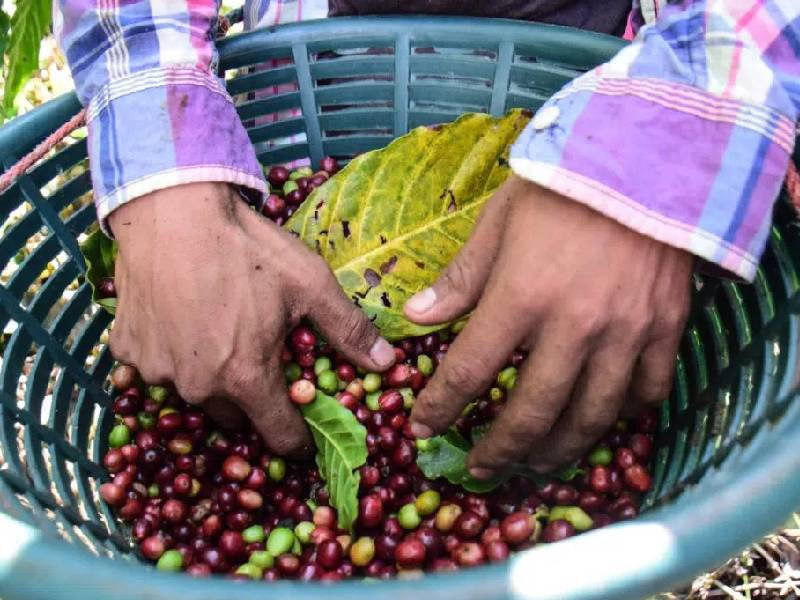 En 30 pesos, el kilo de café chiapaneco