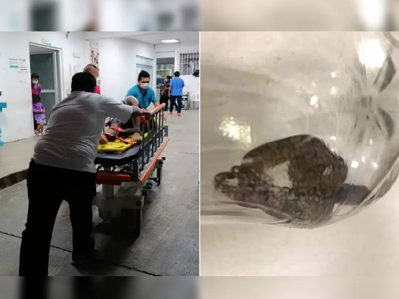 Una serpiente muerde a una menor en Quintana Roo