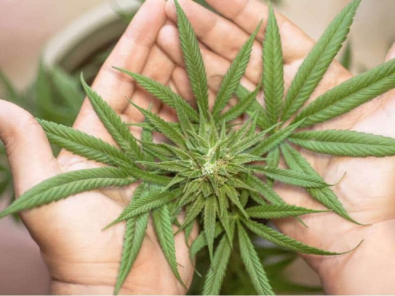 Mariguana