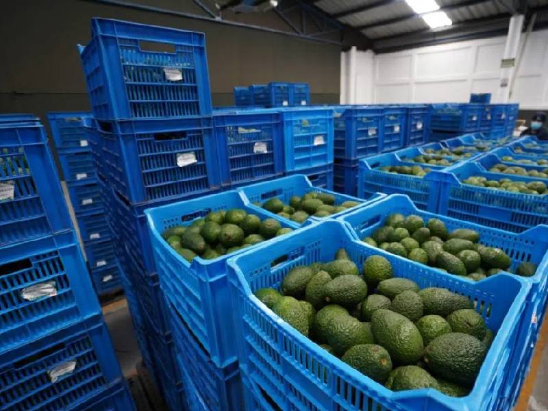 Cerveza, tequila y aguacate lideran exportaciones