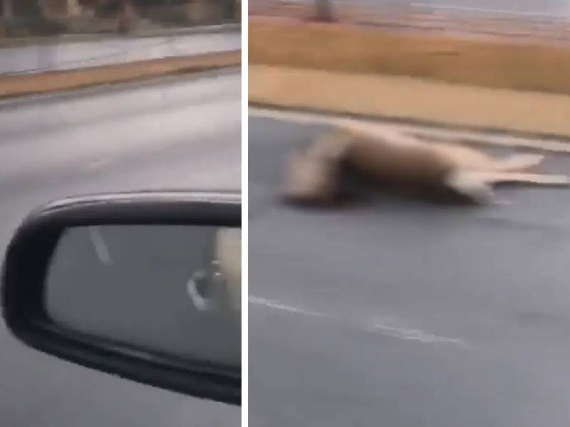 Video: Venado escapa del Tec; muere atropellado