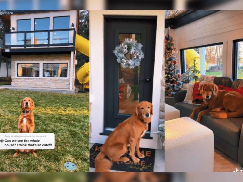 Este fue el regalo de una TikToker a su perro